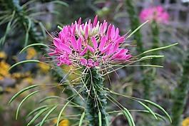 鮮花,cleome,粉紅色
