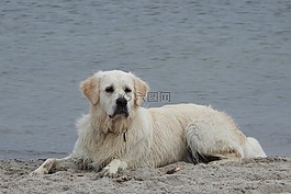 金毛獵犬,狗,海灘