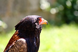 鷹,捕食鳥,鷹獵