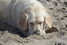 金毛獵犬,狗,海灘