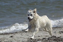 金毛獵犬,狗,海灘