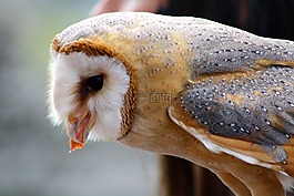 谷倉貓頭鷹,貓頭鷹喂食,獵物吃鳥