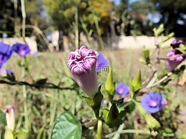 蕹菜菊,紫色,常见的牵牛花