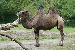 動物,動物園,蒂爾加滕