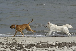 金毛獵犬,狗,海灘