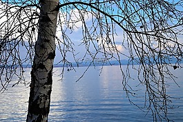 樺木,水面,湖
