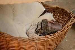 貓,睡眠,和平