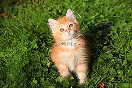 猫,年轻的猫,红猫