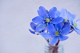 鮮花,花瓣,赫帕卡
