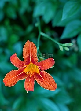 自然,花,葉