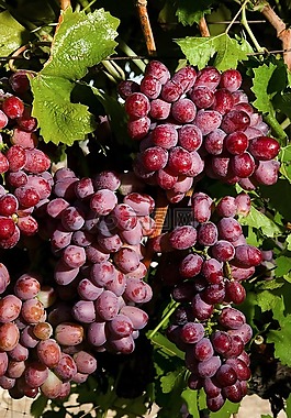 猩紅皇家葡萄,葡萄,農(nóng)業(yè)
