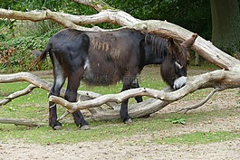 動物,動物園,蒂爾加滕