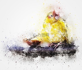 鳥,動(dòng)物,藝術(shù)