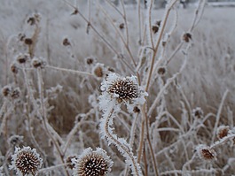 花,冬天,冰