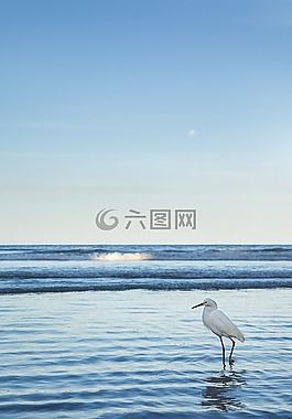 性質(zhì),鳥類,鳥