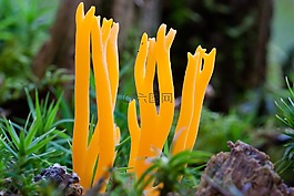 keulenpilz,珊瑚状,鸡冠