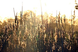 蘆葦,日出,morgenstimmung