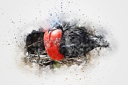 鳥(niǎo),動(dòng)物,藝術(shù)