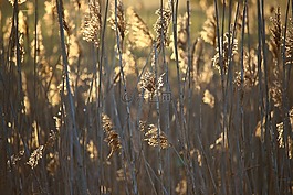 蘆葦,日出,morgenstimmung