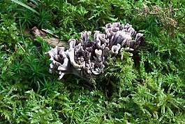 keulenpilz,珊瑚狀,脊珊瑚