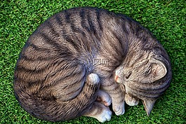 動物,貓,可愛