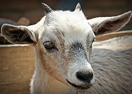 山羊,動物,角