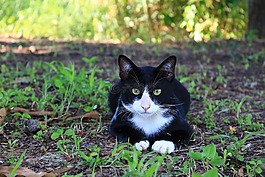 貓,眼睛,臉