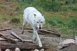 狼,狼群,黃石國家公園