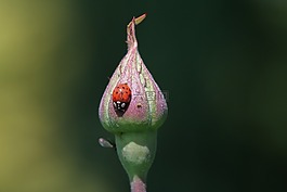 瓢蟲,開花,昆蟲