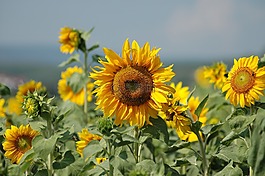 太陽花,夏季,廠