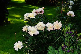 鮮花,牡丹,花園
