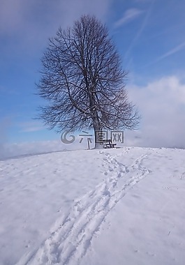 樹,雪,冬天