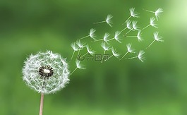 蒲公英,緩解,飛行