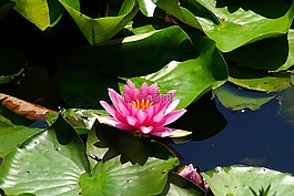 花,開(kāi)花,睡蓮