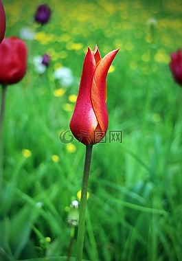 郁金香,春天,花