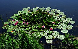 池塘,水,睡莲