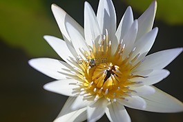 蓮花,蜜蜂,昆蟲
