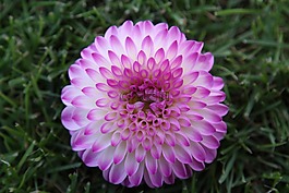 大麗花,嬌琴紗,地?zé)?/>
                            </a>
                            <div   id=