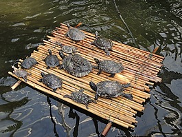 海龜,筏,水龜