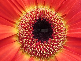 非洲菊,花,廠