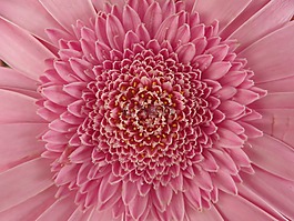 非洲菊,花,粉紅色