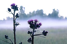 上午,花,自然