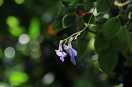 花,蘭花,紫色
