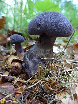 蘑菇,木耳,紫色 schleierling