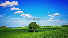 字段,樹(shù),云