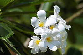 花,白,詳細信息