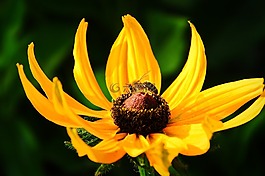 蜜蜂,花,黃色