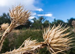 薊,花,黃