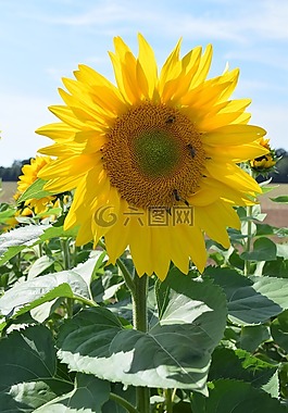 太陽花,廠,黃色