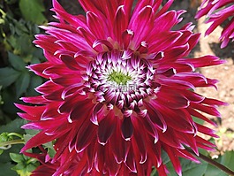 花,蘭花,開花